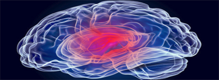 Brain