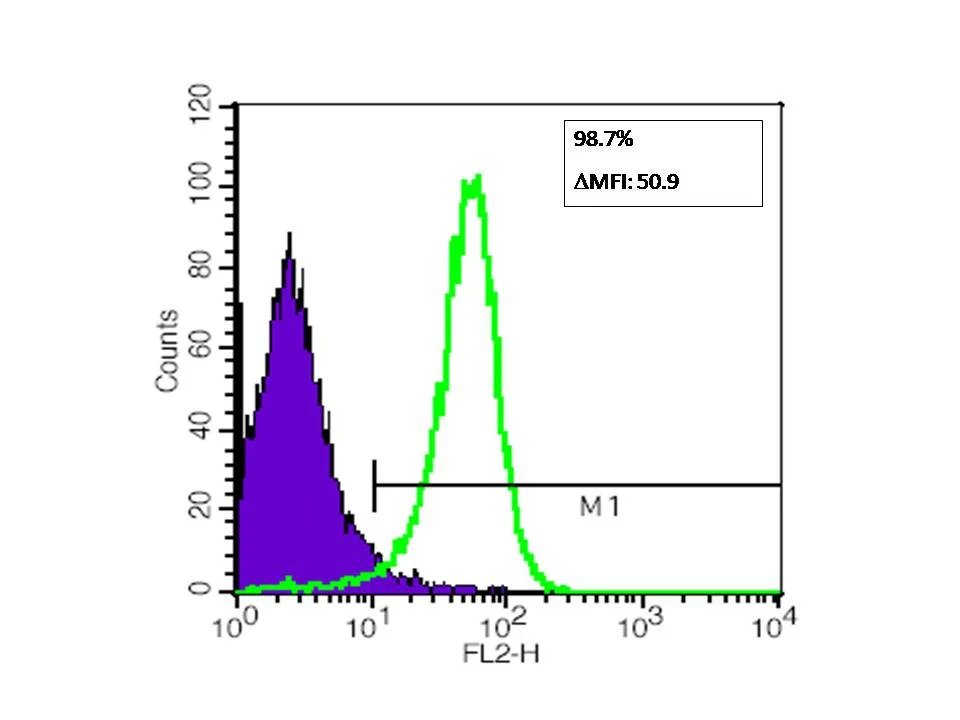Flow cytometric analysis of Jurkat cells with expression of IFNAR2