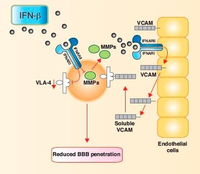 IFN-Beta and MS