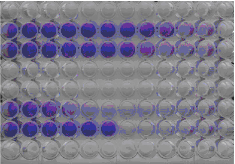 Representative A549/EMCV CPE assay for IFN-Alpha