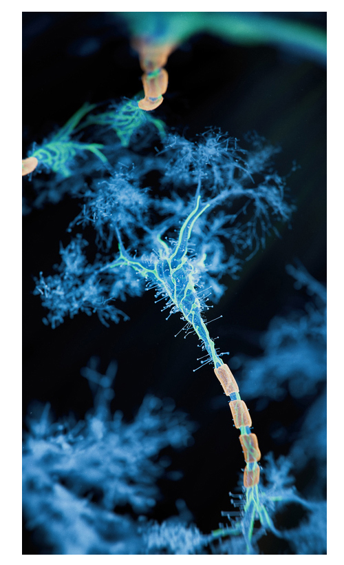 Neurons