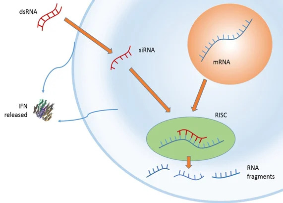 RNA Interference