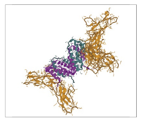 IFN Gamma Structure