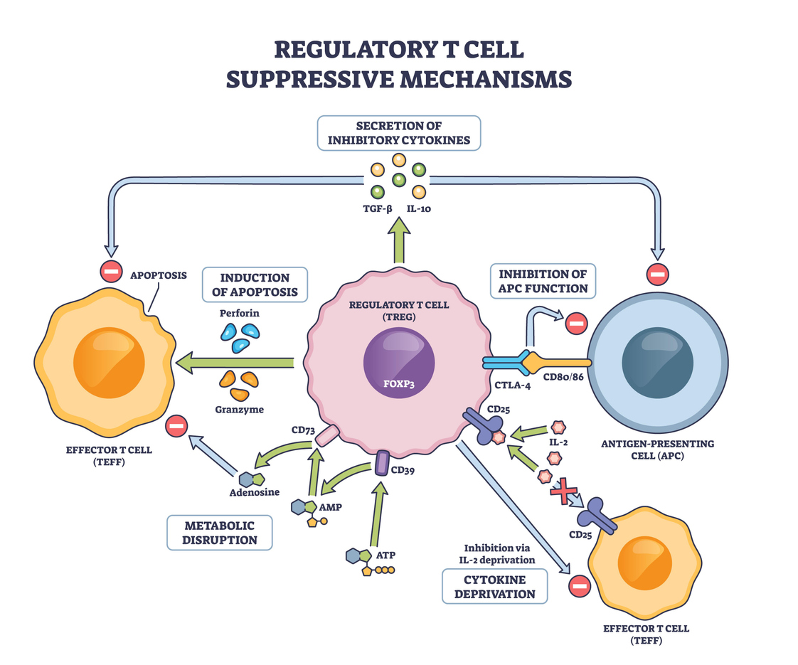Treg Suppressive Mechanisms