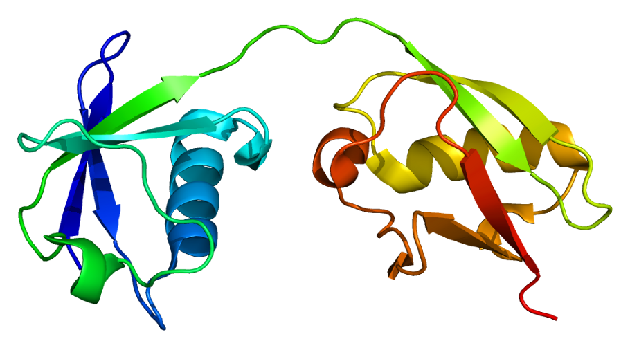 ISG15 protein structure