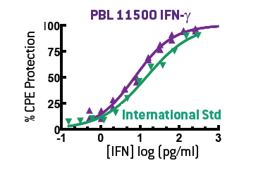 Pure homodimeric IFN-gamma