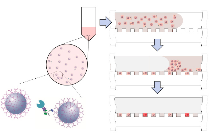 Single Molecule Array 