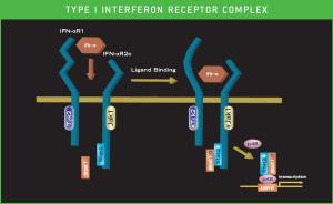 Type I IFN Receptor Complex 1