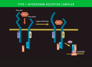 Type I Interferon Receptor Complex