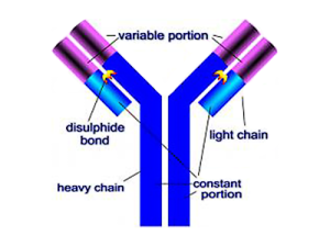 Antibody Structure