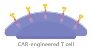 CAR-T