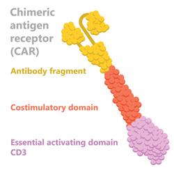 CAR_receptor
