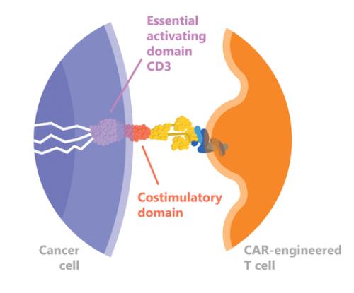 CAR-T _ Cancer
