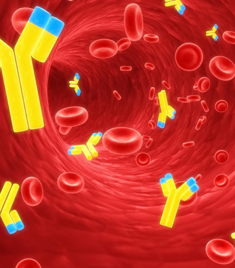 Antibody