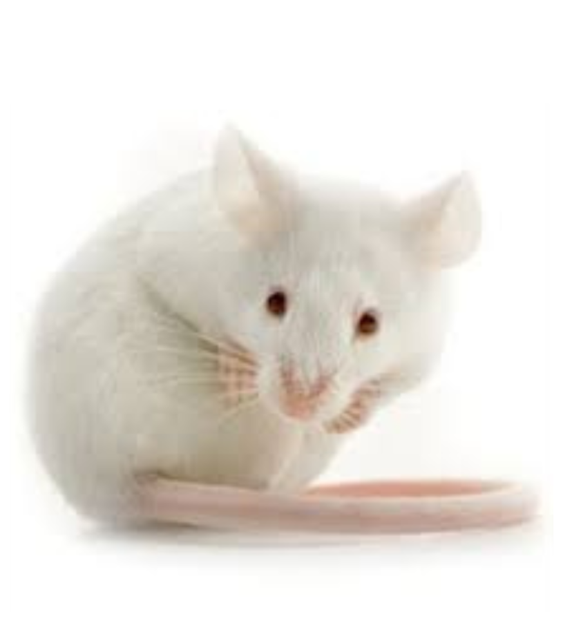 mouse