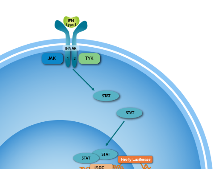 apilaページ iLite.png?itok=EpIfVuIW